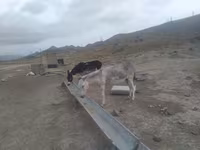 Horses (batch, sex not specified), Horses — photo 3