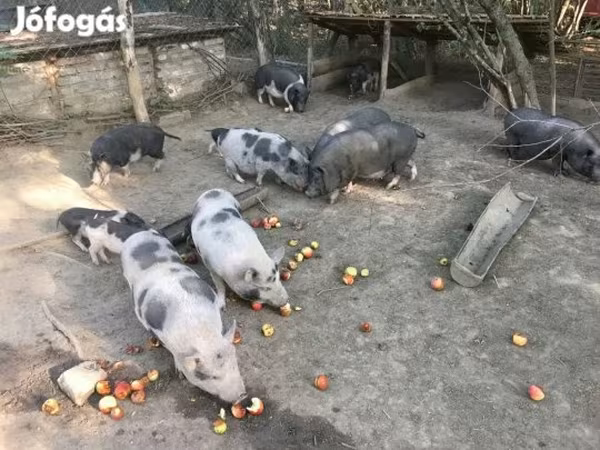 Knur, Вьетнамская вислобрюхая