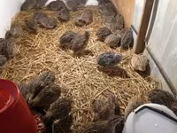 Quails — عکس 1