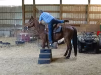 雄馬, Standardbred — 写真 6