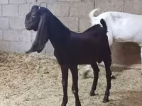 Ged, Kamori goats — foto 5