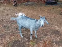 Koza, Nubian Goat — zdjęcie 7