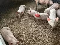 Boar, Гипор — photo 1