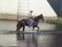 Kuda betina, Tennessee Walking Horse — foto 6