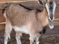 Ged, West African dwarf goats — foto 2
