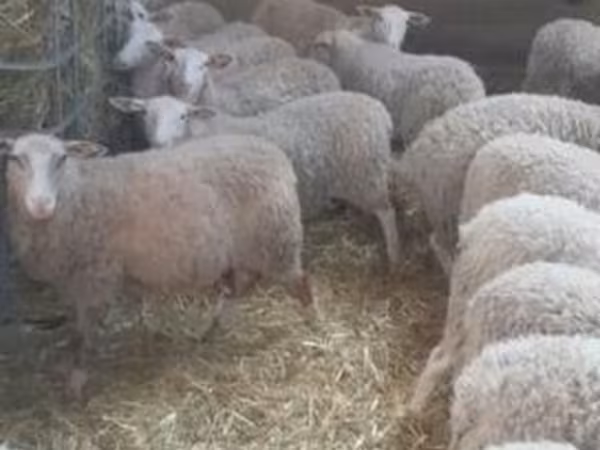 Sheep, Sheep — United Kingdom