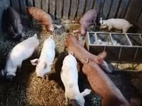 Babi (lot, jantina tidak dinyatakan) — foto 2