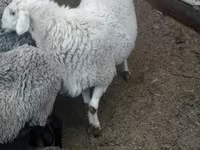 Cừu đực, Romanov sheep — ảnh 2