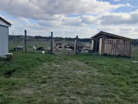 Pecora, Romanov sheep — foto 4