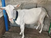 بز ماده, Saanen goat — عکس 5