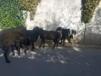 قوچ, گوسفند — عکس 2