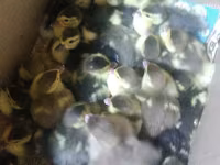 Ducks — عکس 1