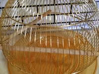 Qızılı rəngdə dairəvi quş qəfəsi - Material: metal tel konstruksiya — รูปภาพ 2