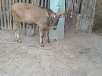 Lembu jantan, Swiss cattle — foto 1