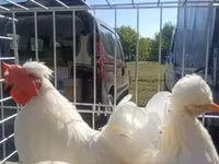 Chickens — รูปภาพ 1
