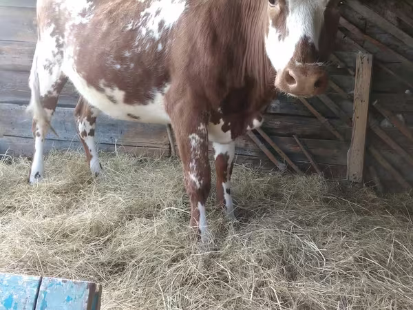 گاو ماده, Simmental cattle