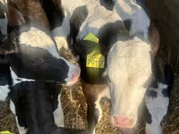 Skot (série, pohlaví neuvedeno), Russian Black pied cattle — foto 1