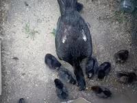 Chickens — foto 2