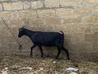 Koza, Murcia-Granada goats — fotografija 3