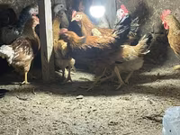 Chickens — عکس 8