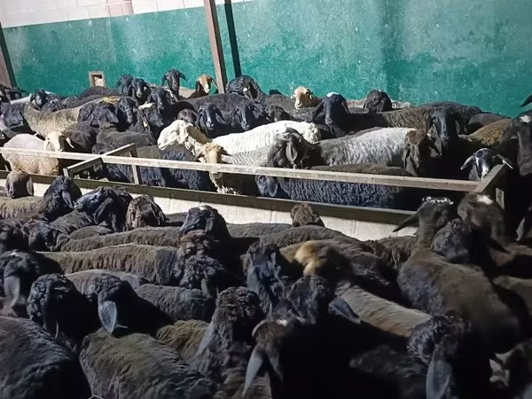 قوچ, گوسفند