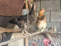Chickens — รูปภาพ 4
