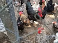 Chickens — sawirka 4