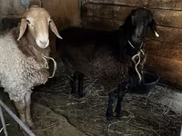 แกะตัวผู้, Rhon sheep — รูปภาพ 7