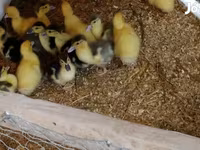Ducks — foto 1