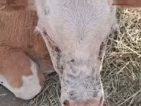 Kvæg (parti, køn ikke angivet), Simmental cattle — foto 1