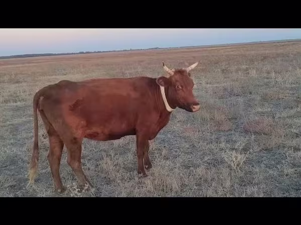 Krava, Latvian Blue cattle