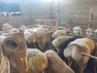 Berbec, Hissar sheep — foto 7