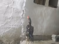 Chickens — foto 1