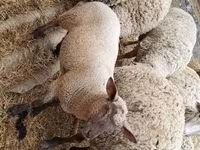 بھیڑ, بھیڑیں — تصویر 1