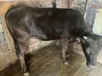 گاو ماده, Swiss cattle — عکس 1