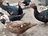 Ducks — फ़ोटो 4