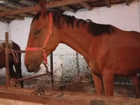 Aygır, Manipuri pony — foto 3