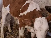 Lembu jantan, Simmental cattle — foto 1