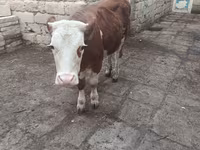 گاو ماده, Simmental cattle — عکس 3