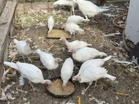 Turkeys — फ़ोटो 7