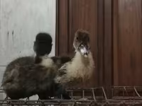 Ducks — foto 3