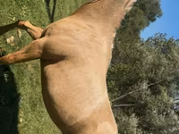 Cavalla, Quarter Horse — foto 4