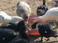 Ducks — รูปภาพ 3