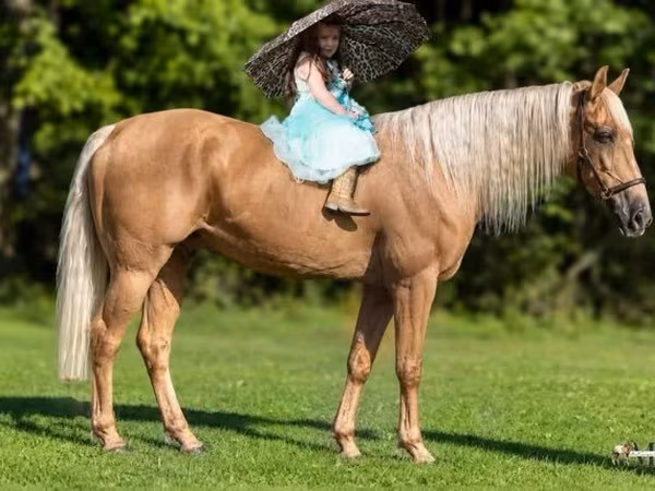 ม้าตัวผู้, Palomino