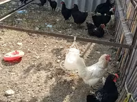 Chickens — ፎቶ 5