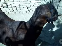 Kambing jantan, Sheep — foto 5