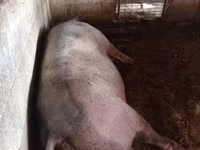 Scrofa, Maiali — foto 2