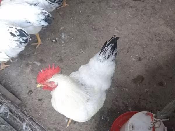 Adler Silver