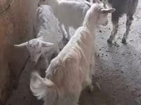 بز ماده, Saanen goat — عکس 5