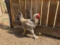 Chickens — عکس 1